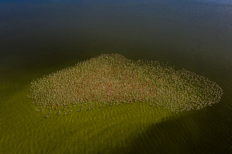 "Art Of Flamingos" By Lalith Ekanayake, 2022