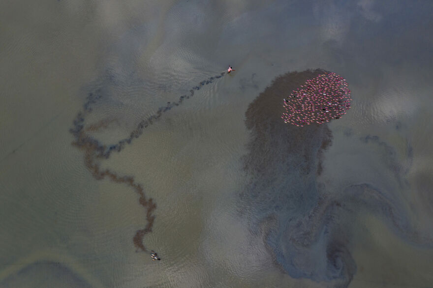 "The Duck Herder" By Muhammad Mostafigur Rahman, 2021