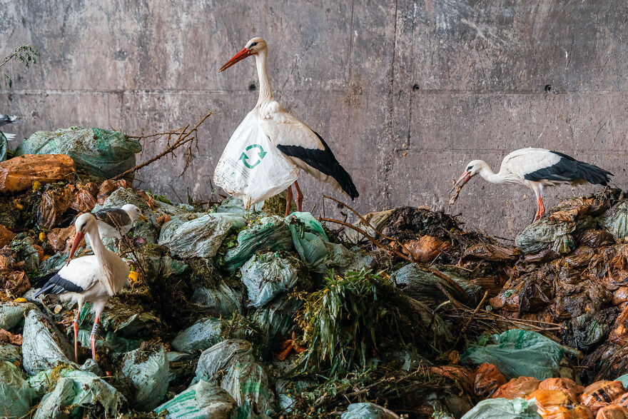 "Ecologie Moderne" By Thomas Jean, 2021