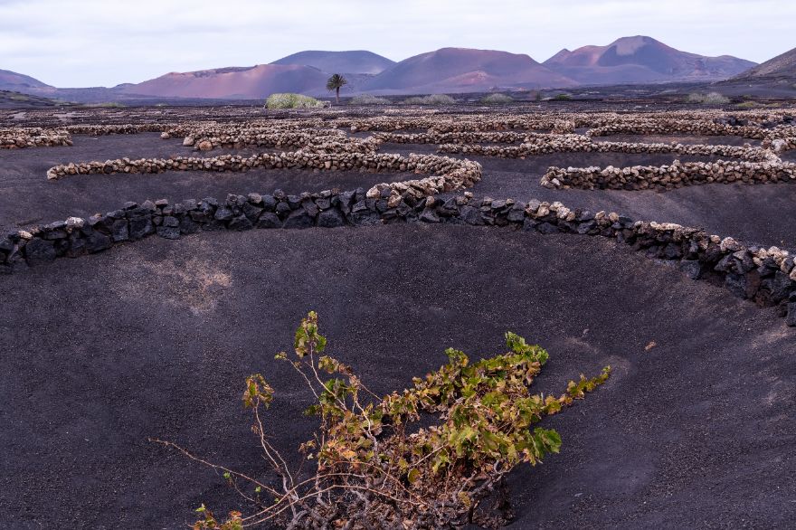 "Vineyard In Lanzarote" By Gérard Lüthi, 2021