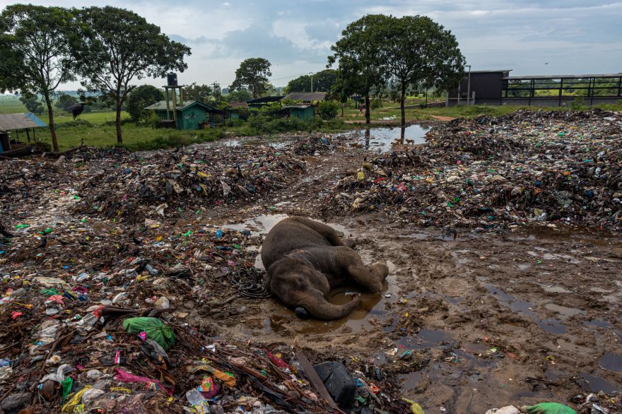 "Tears" By Easa Lebbe Muhammed Jamsith, 2022