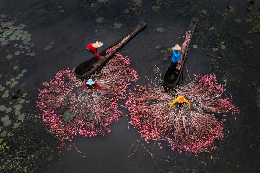 "Lilies Of Bengal" By Sandipani Chattopadhyay, 2022