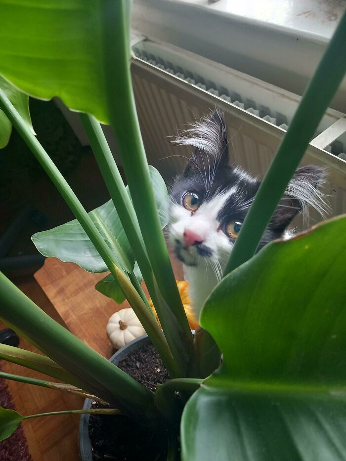 The Cutest Little Pink Nose And Tufty Ears That You Ever Did See!