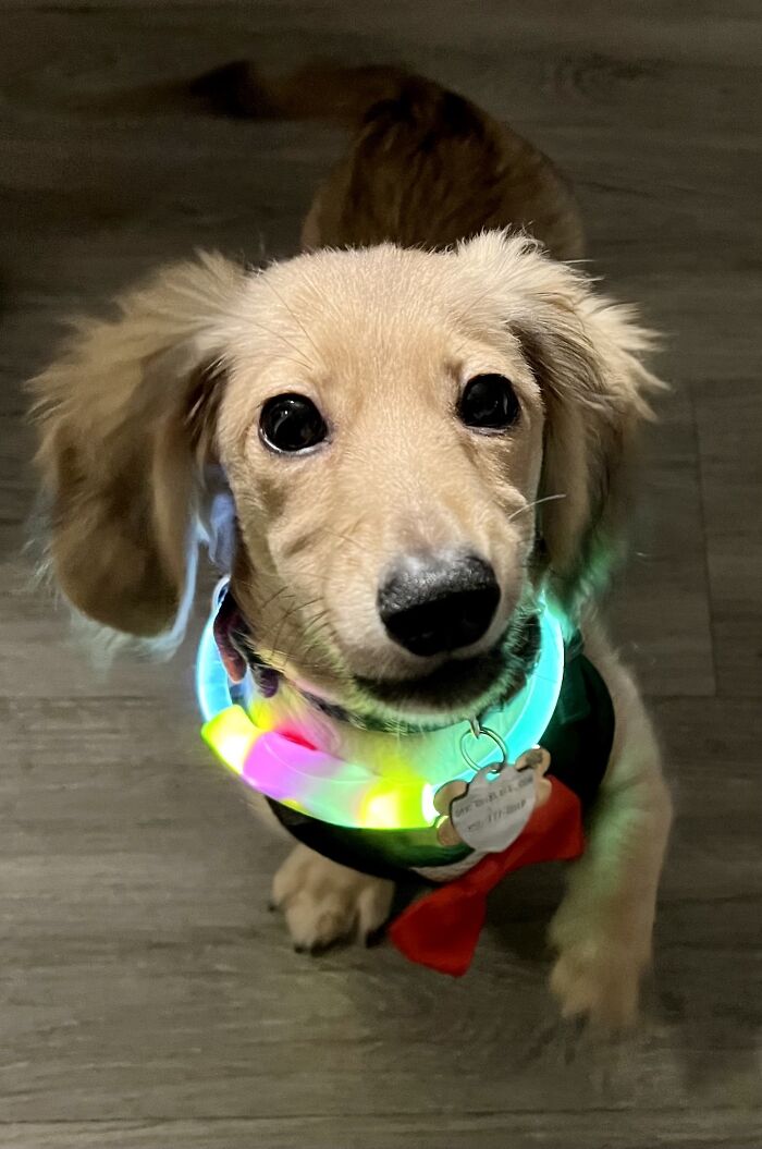 Schnitzel Is Ready For His Walk