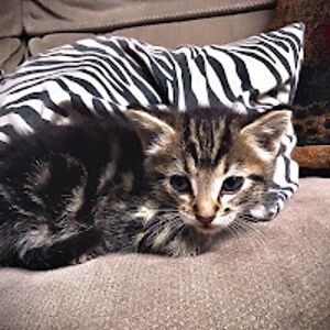 zanehungerford avatar