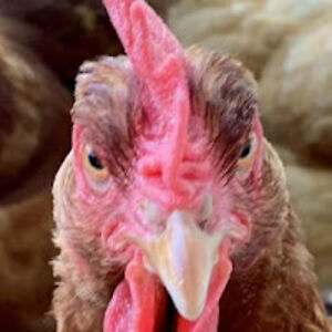 rebeccafranks avatar