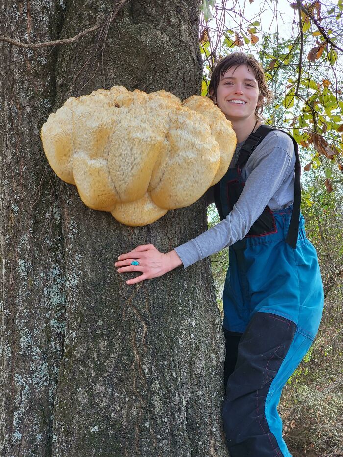 Found A 33lb Lion's Mane Today (Tn, USA)