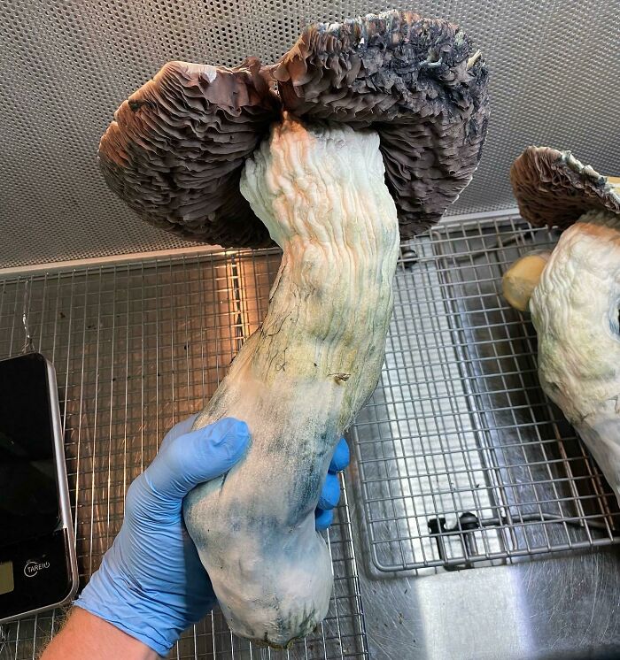 First Flush Monster 😂 652g Wet