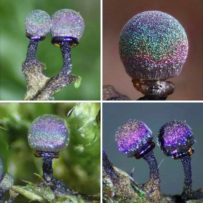 The Amethyst Mushroom Is Like A Galaxy!
