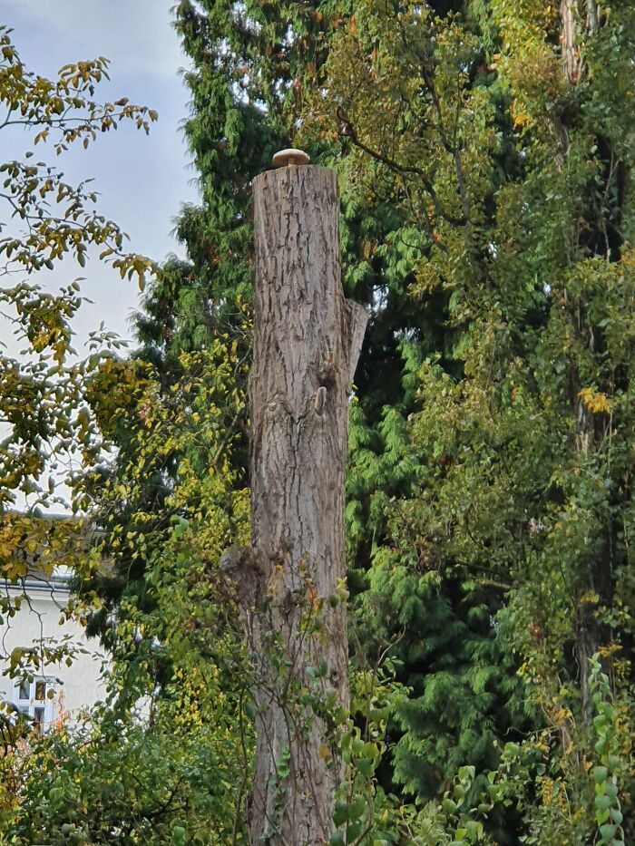 Amazing Place For This Mushroom To Grow