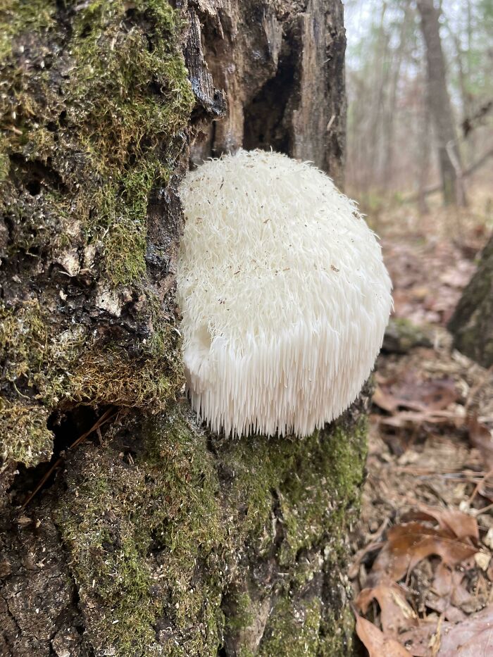 Finally Found One In The Wild!!