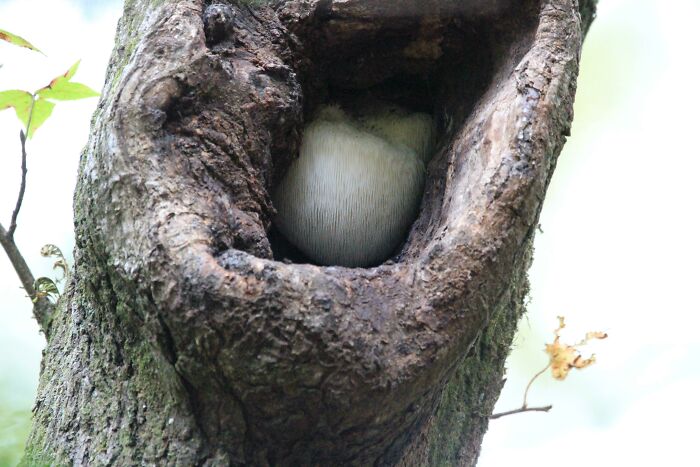 I Thought This Was An Owl Or Some Other Bird