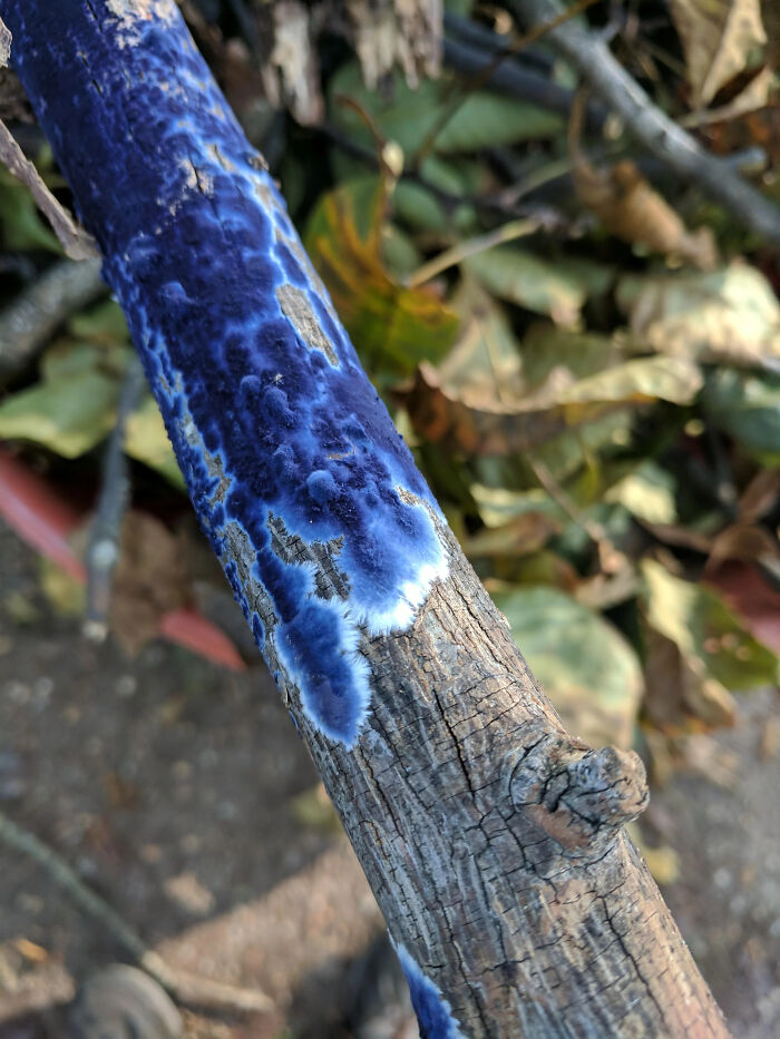 Cobalt Crust Fungus(Terana Caerulea)