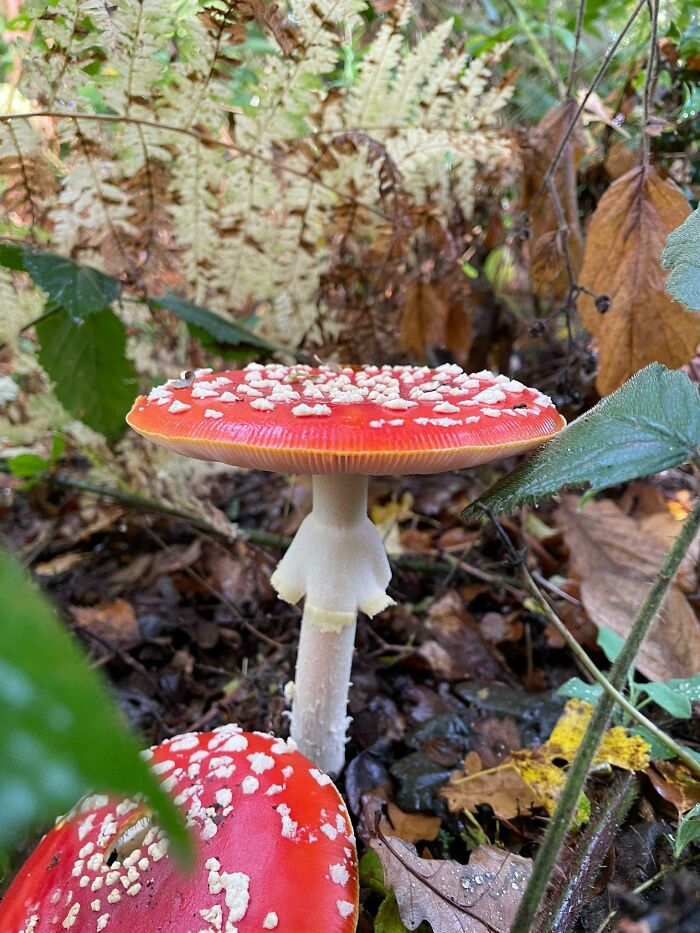 Which Mushroom Is This?