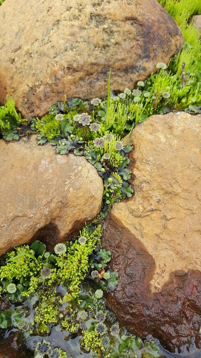 Imagine Being The Size Of A Flea And Taking A Stroll Down There