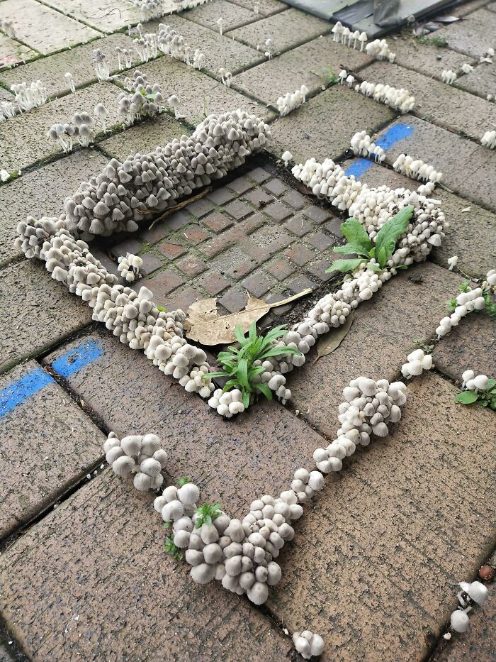 An Army Of Little Fellas Finding A Way In The City