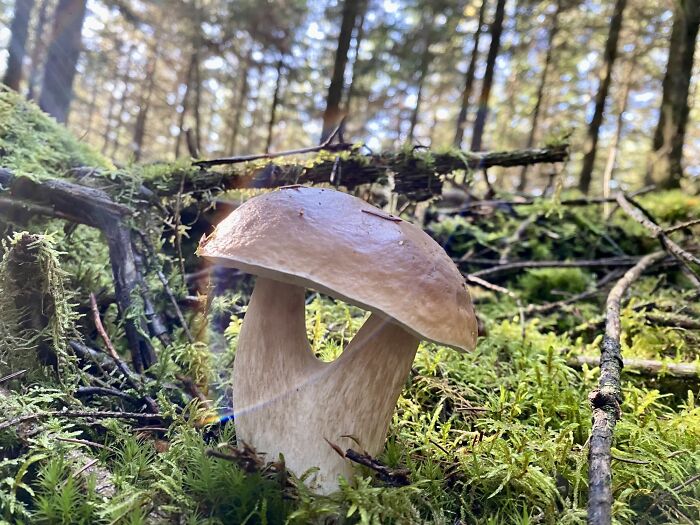 2 Stems 1 Cap - Boletus Edulis