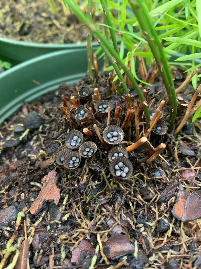 Never Seen Anything Like This Pop Up In My Houseplants. Any Ideas?