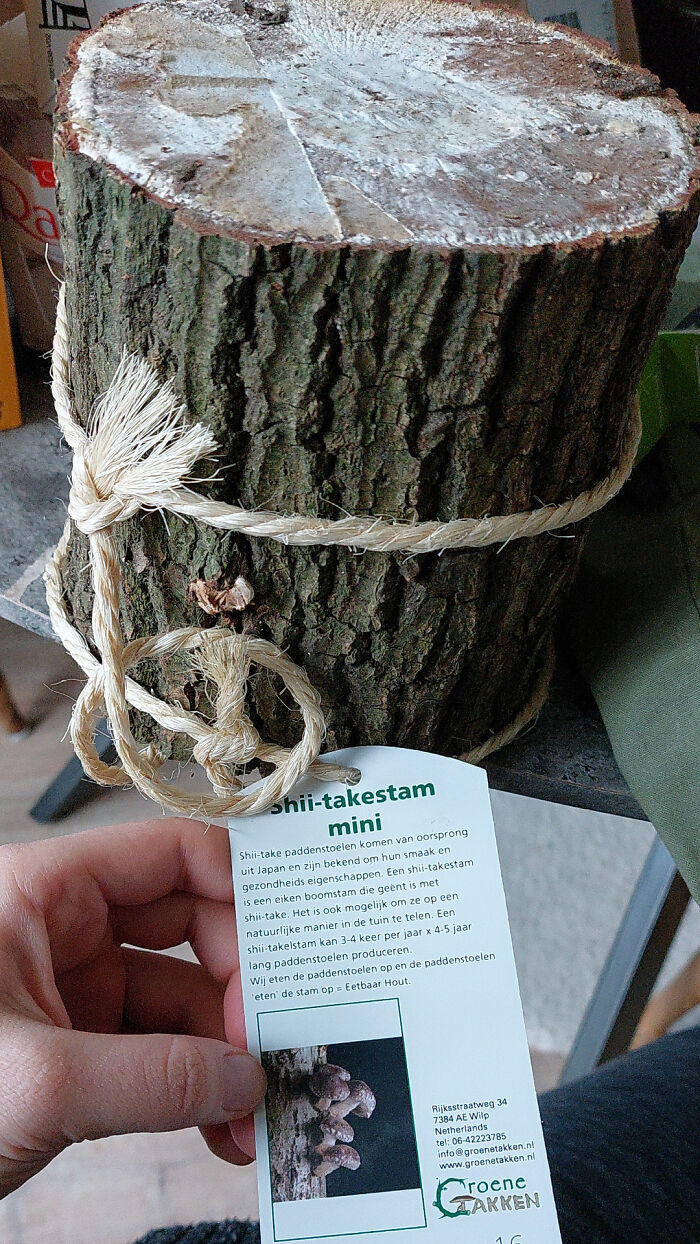 This Shii-Take Growing Log I Got From Work For Christmas Can Be Harvested 3-4 Times A Year For The Next 4-5 Years!