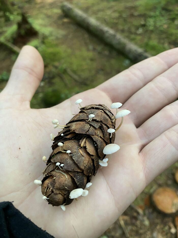 A Cool Shroom Cone From Today. Species Unknown. North Vancouver, Bc 🇨🇦