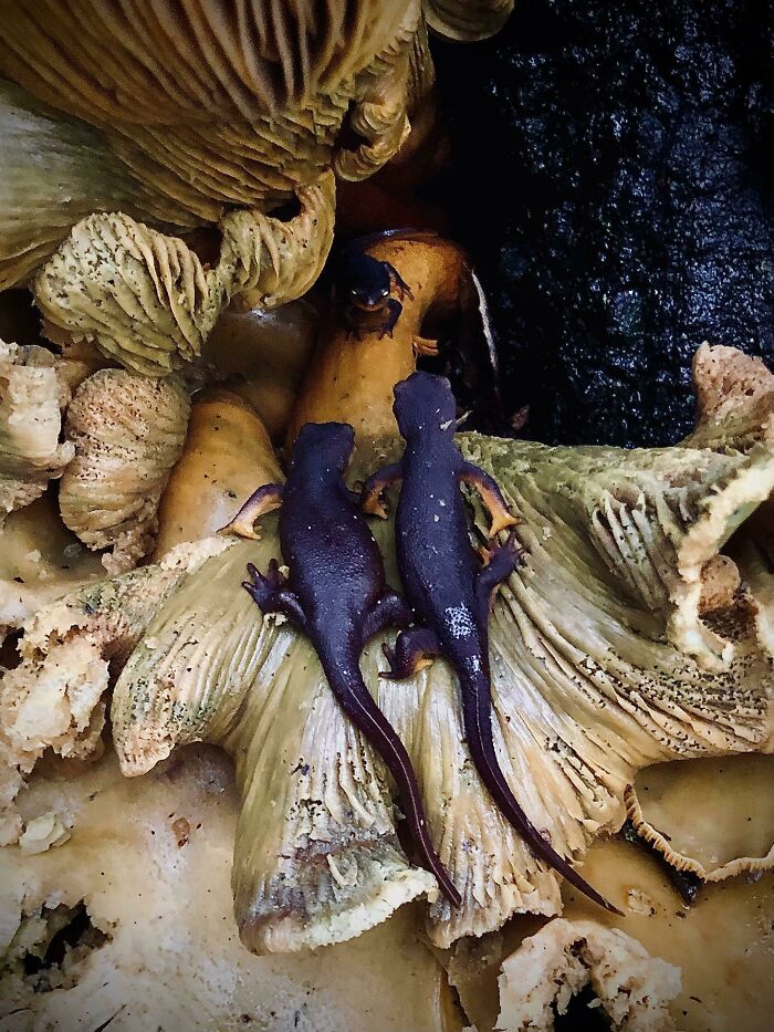 California Newts Loving This Rotting Fungus. What Is It?