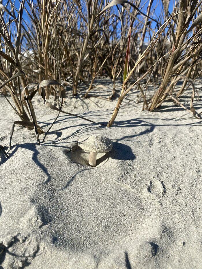 Mushroom At The Beach