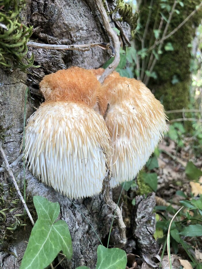 Look What I Found In Southern France. Apparently Endangered In Europe, So I Left It Alone