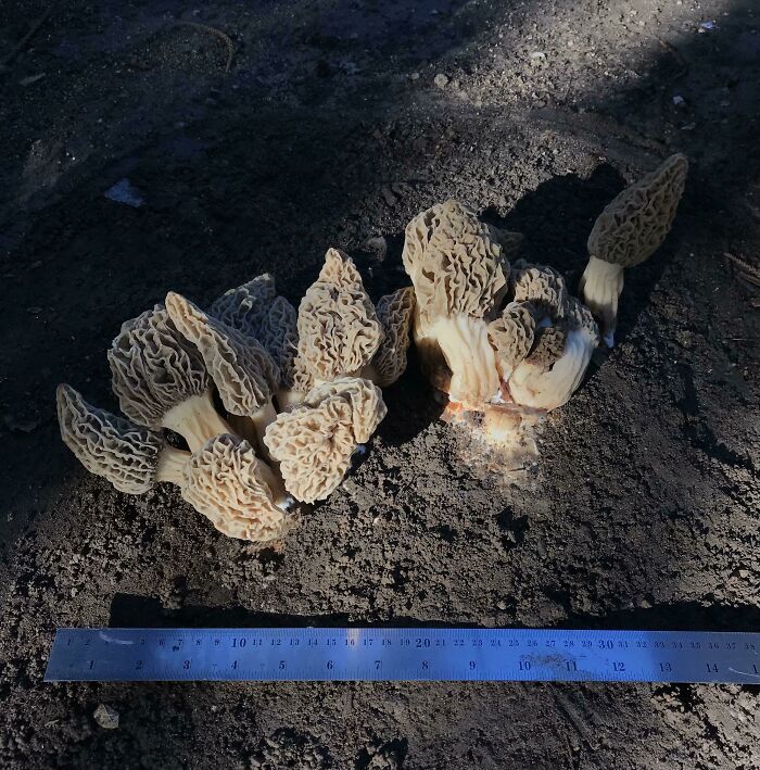 Morel’s In Central Los Angeles! After All Our Rain These Popped Up In My Back Yard Where A Compost Pile Used To Be