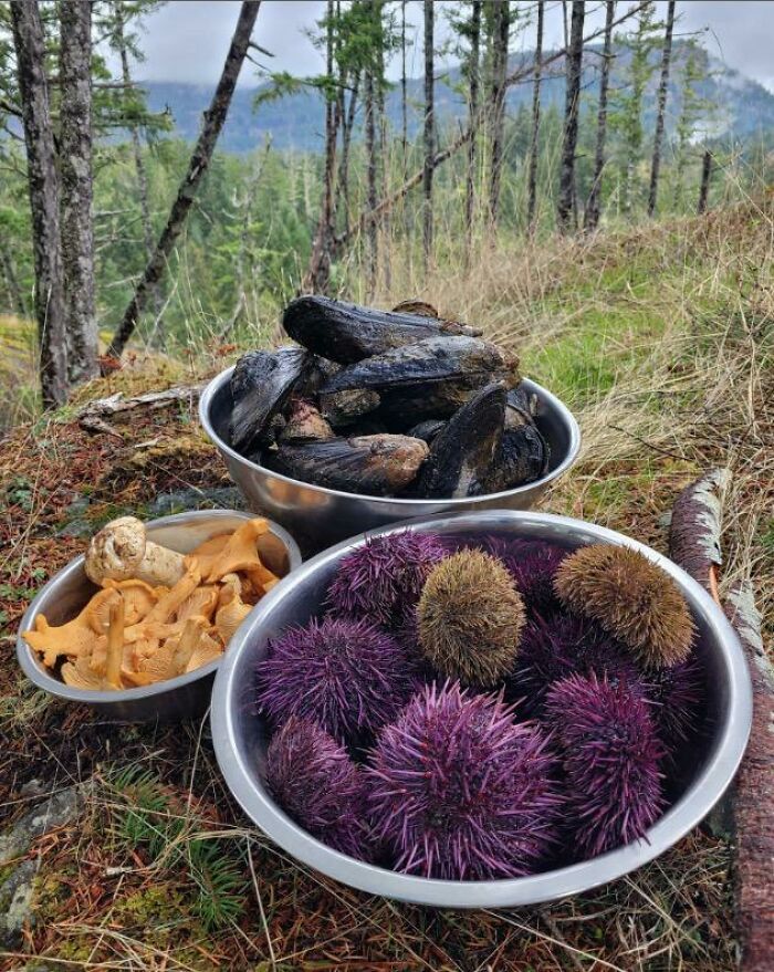 Epic Haul From A Honest Day's Worth Of Foraging