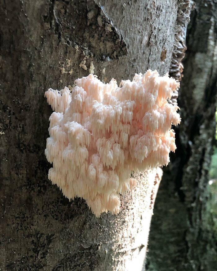 Too Gorgeous To Pick (Also Because I Have No Idea What It Is)