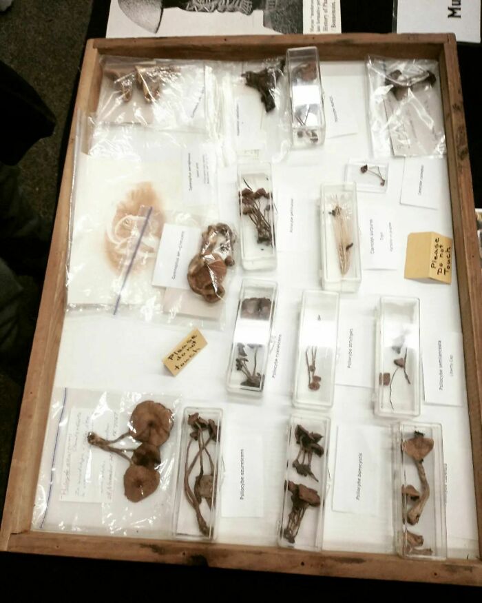 Collection Of Wild Psilocybin Mushrooms - Harvested In Bc 😈