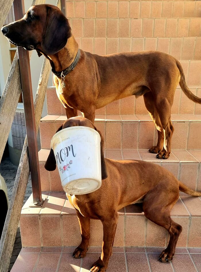 Nyxie Always Brings Me Something When I Get Home, Or Always Just Has Something In Her Mouth, Loved This One That Say Mom