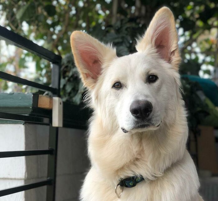 My Dog Is Really, Really Ridiculously Good Looking