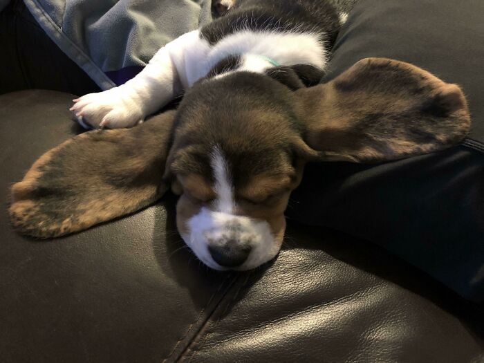 Bolt The Basset Hound