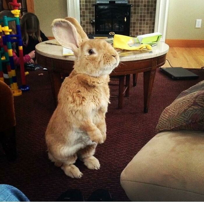 My Brother’s Flemish Giant. Yes He’s As Big As He Looks
