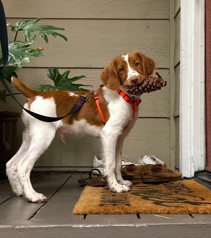 "I’m So Proud Of This Pinecone I Caught On My Walk Today I Had To Carry It All The Way Home"