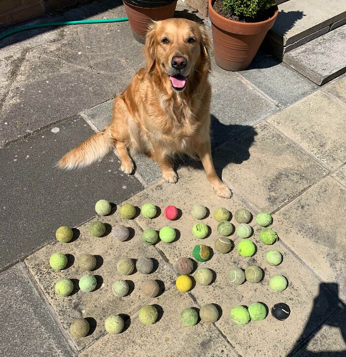 My Dog Has A Habit Of Finding Lost Balls And Bringing Them Home