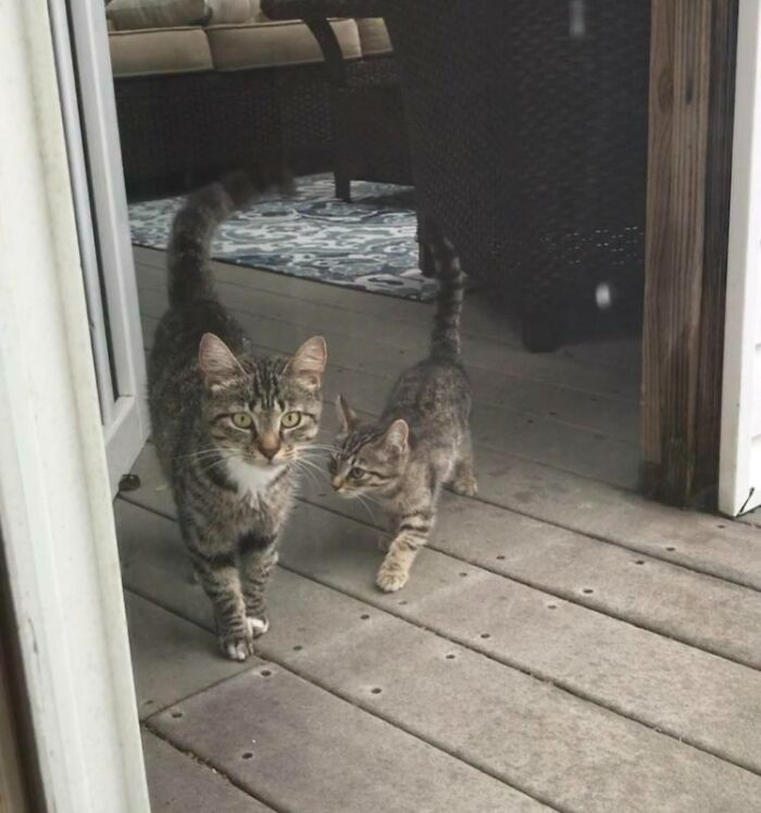 Been Feeding This Stray Cat For A Little Under A Year. Thought She Was Getting Fat. Turns Out She Had 3 Kittens And Brought Them To Me