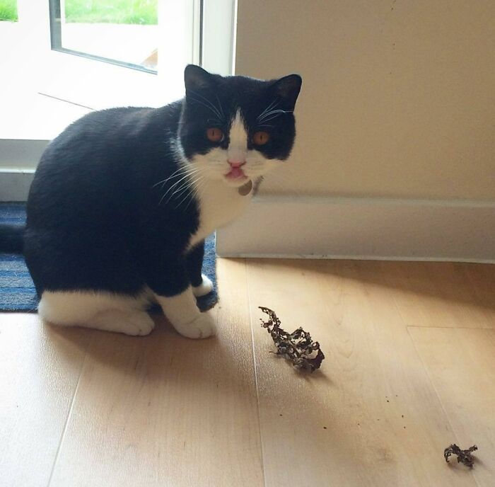 Eddie Has Brought In A Crunchy Leaf That Must Be Killed Immediately