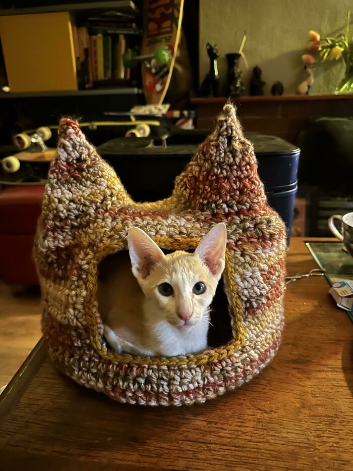 Cat Bed Sonars & Kitten Sonars