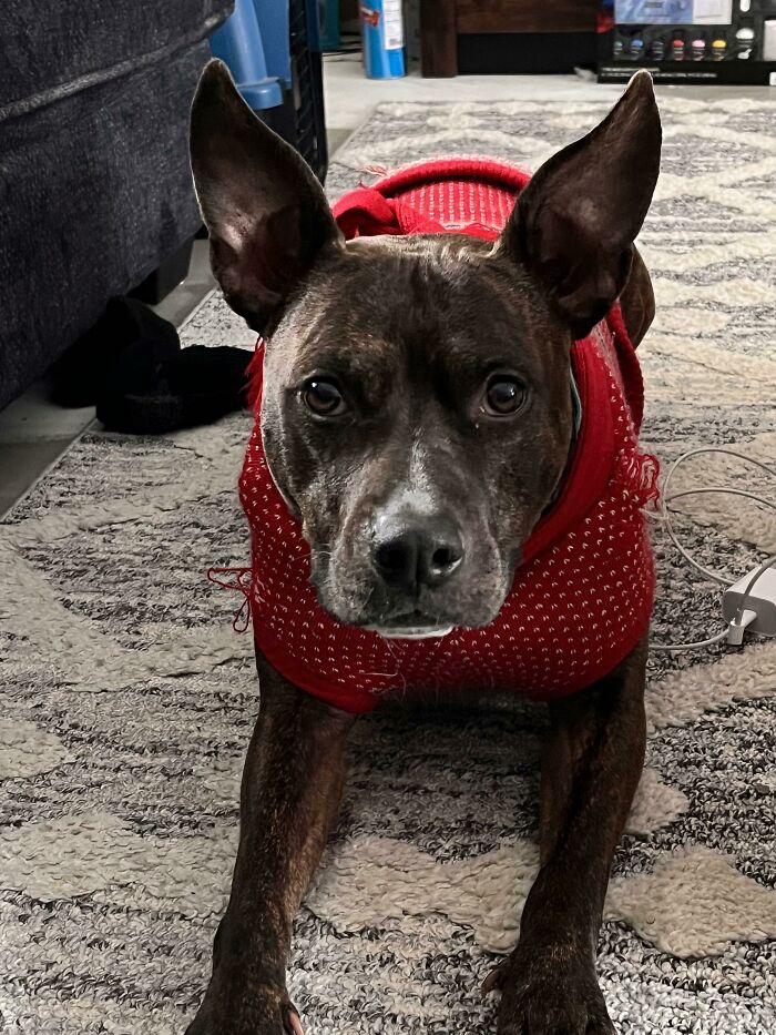 Every Time I Say Anything That Rhymes With Walk Treat Or Out