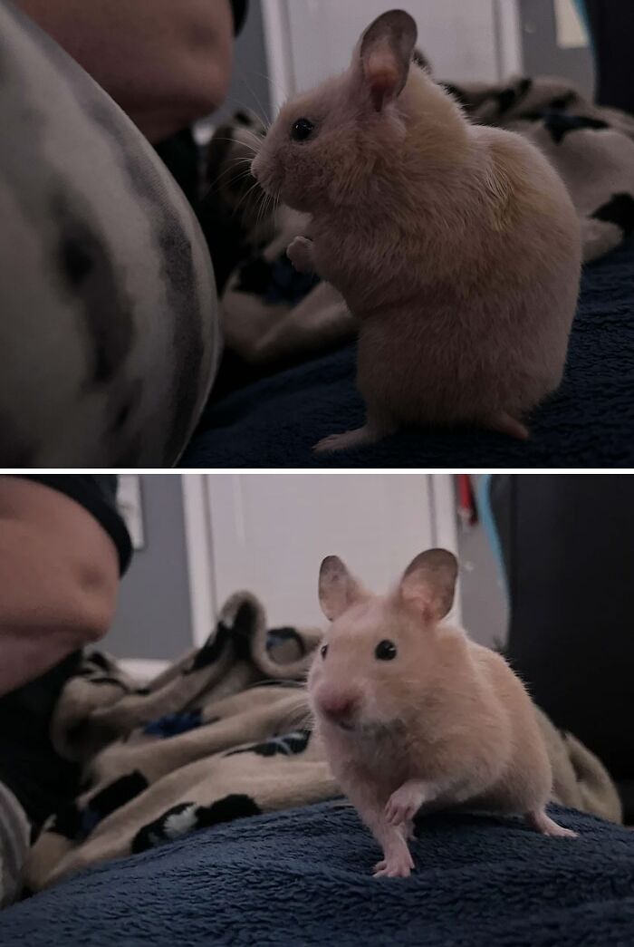 She Knows When You Open The Treat Bag