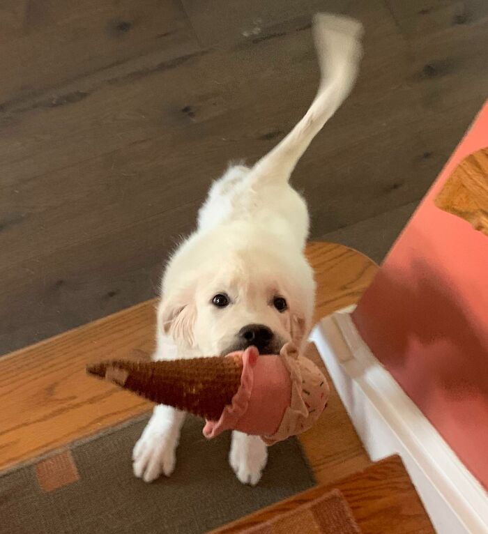 Duke Brought Me Some Ice Cream