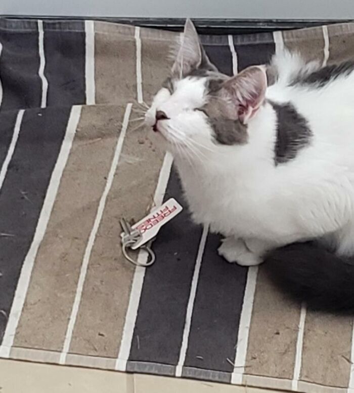 Peepers The Blind Kitty Is So Proud Of The Gift He Brought Us From His Nightly Hunt