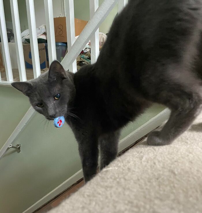 Gary Likes To Give Me The Gift Of Bottle Cap When I’m Feeling Down. Here You Are, Enjoy The Gift Of Cap Courtesy Of Gary (He Also Likes To Fetch Them)