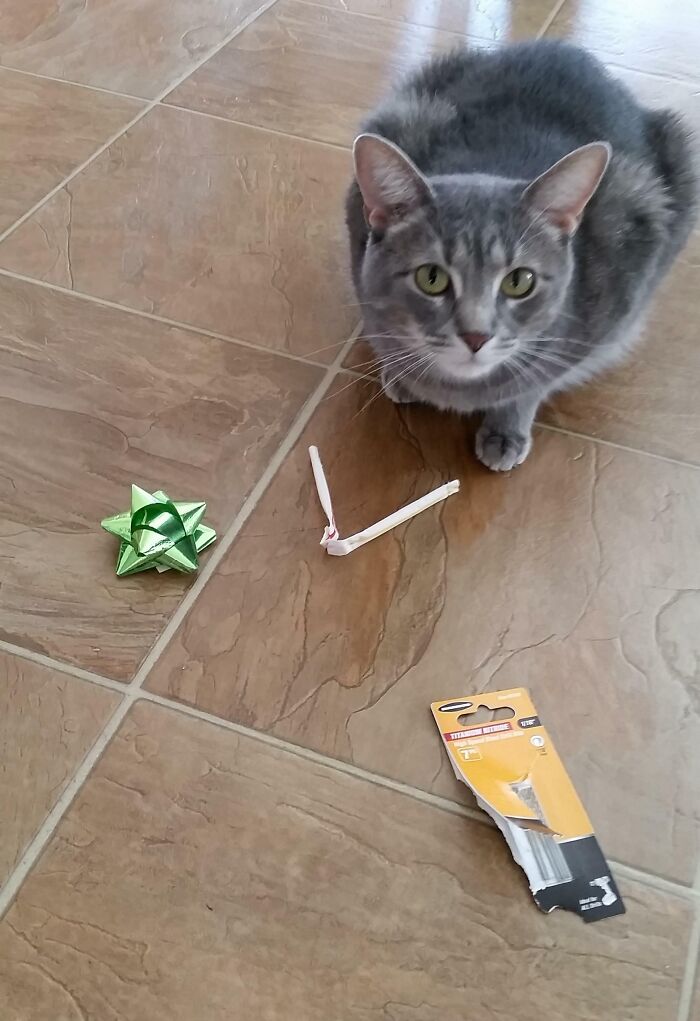 Each Night While We Sleep Our Cat Searches The House For Small Gifts And Leaves Them At The Top Of The Basement Stairs