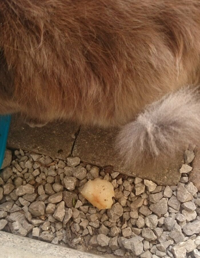 You Know How Cats Usually Bring You Dead Animals As Gifts? Mine Brought Me A Roast Potato