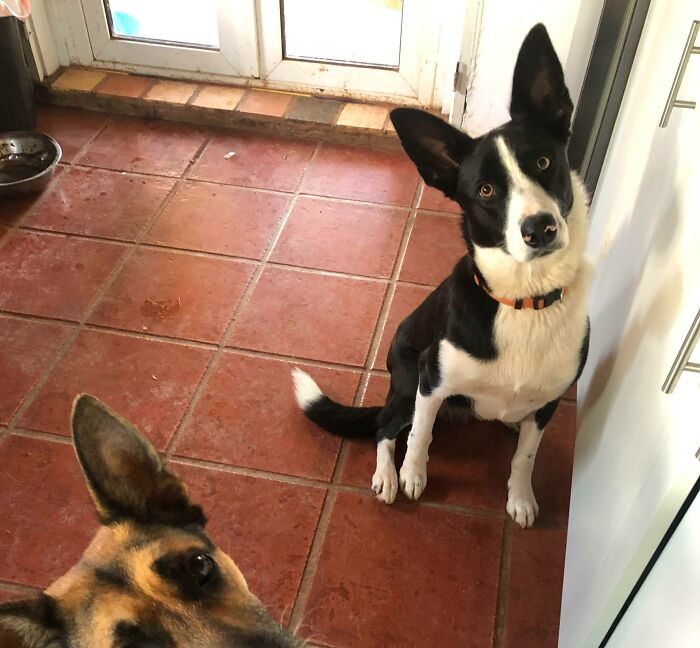 Petal Is Visiting Nina. They Can Hear You Thinking