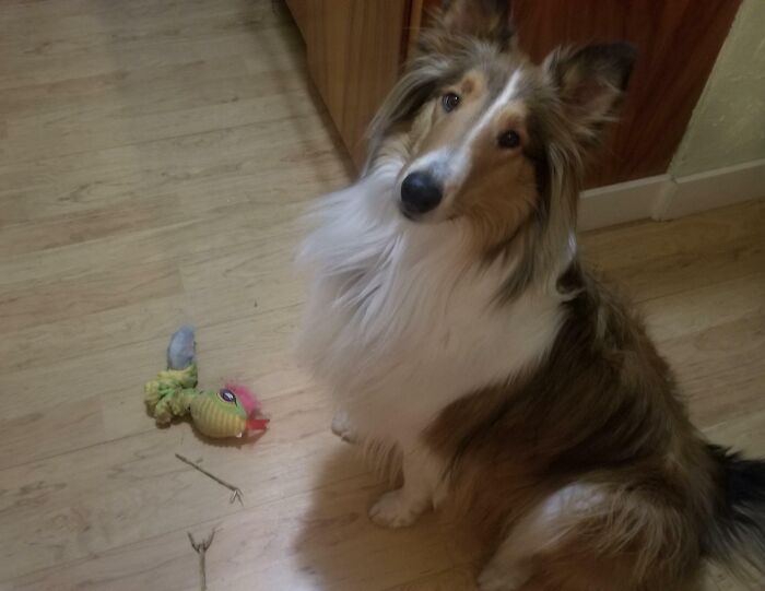 He Always Has Welcome Back Gifts Waiting For Me When I Get Out Of The Shower. Last Night He Gave Me His Favorite Snake And Two Sticks