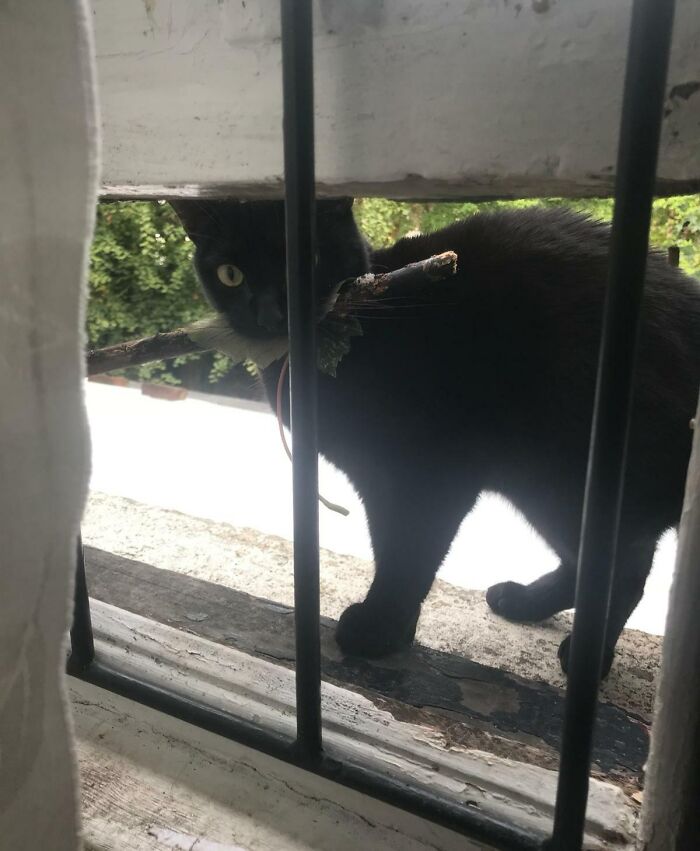 My Friends' Cat Doesn't Bring Home Mice And Birds As Gifts, He's Different